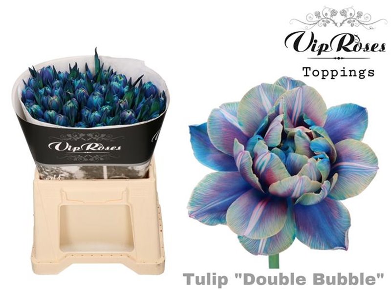 Tulipan Double Double Bohemian c3332 Tulipan Double Double Bohemian c3332
