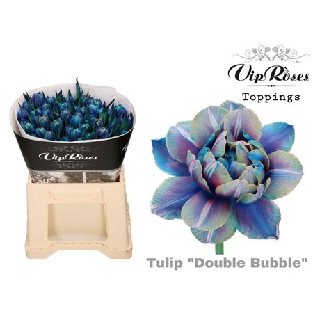 Tulipan Double Double Bohemian c3332