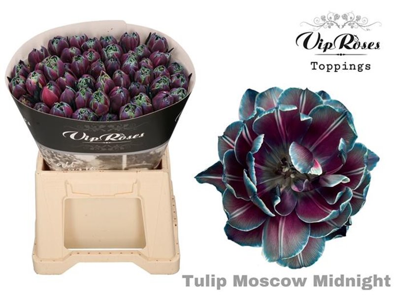Tulipan Double Double Bubble c3333 Tulipan Double Double Bubble c3333