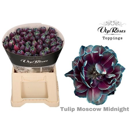 Tulipan Double Double Bubble c3333