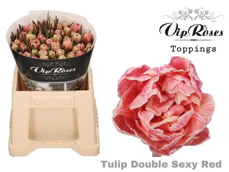 Tulipan Double Double Sexy Red c3334 Tulipan Double Double Sexy Red c3334