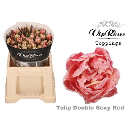 Tulipan Double Double Sexy Red c3334
