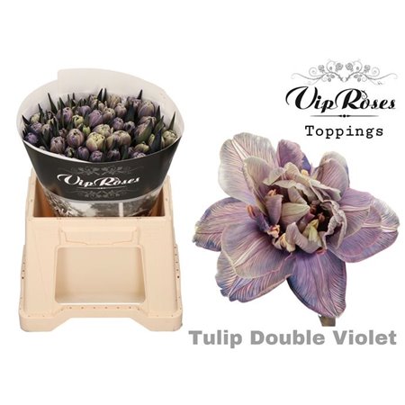 Tulipan Double Double Sexy Red c3335
