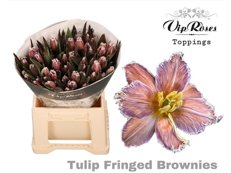 Tulipan Double Double Violet c3336 Tulipan Double Double Violet c3336