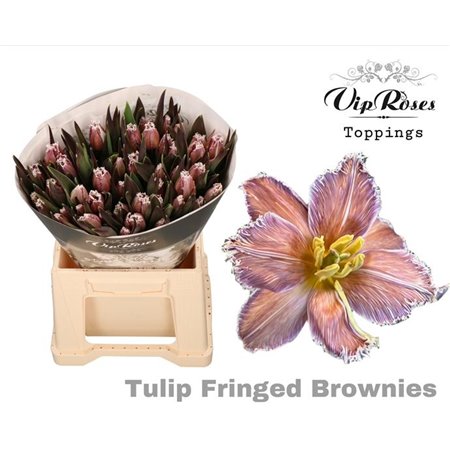 Tulipan frilly edge Fringed Brownies c3337