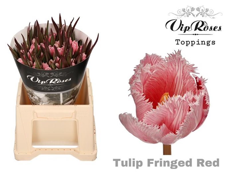 Tulipan frilly edge Fringed Red c3338 Tulipan frilly edge Fringed Red c3338