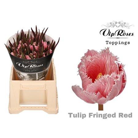 Tulipan frilly edge Fringed Red c3338