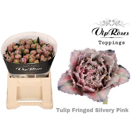 Tulipan frilly edge Fringed Silvery Pink c3339