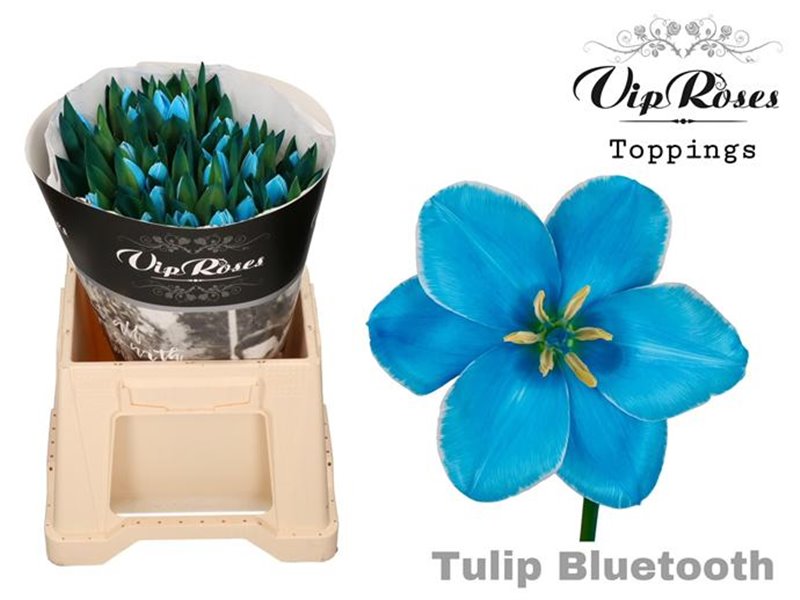 Tulipan Single A Bluetooth c3341 Tulipan Single A Bluetooth c3341
