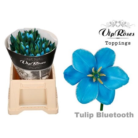 Tulipan Single A Bluetooth c3341