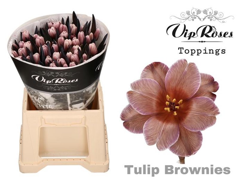 Tulipan Single A Brownies c3342 Tulipan Single A Brownies c3342