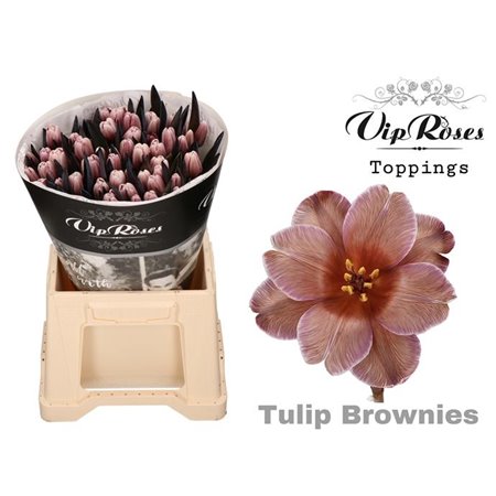 Tulipan Single A Brownies c3342