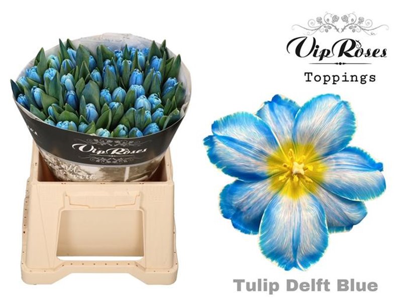 Tulipan Single A Delft Blue c3343 Tulipan Single A Delft Blue c3343