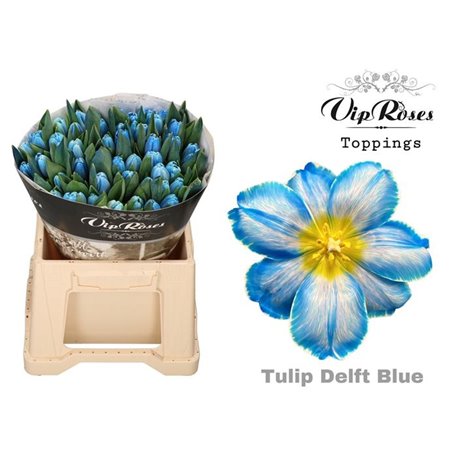 Tulipan Single A Delft Blue c3343