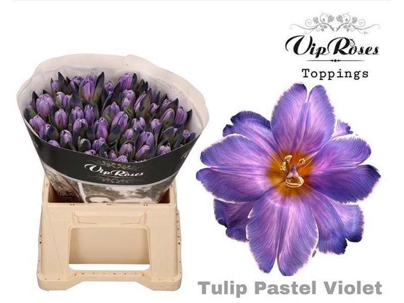 Tulipan Single A Delft Blue c3344 Tulipan Single A Delft Blue c3344