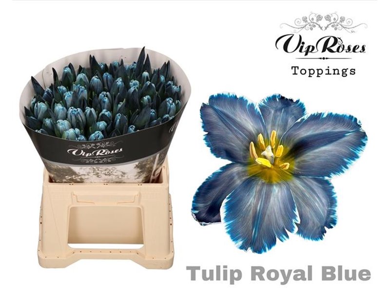 Tulipan Single A Pastel Violet c3345 Tulipan Single A Pastel Violet c3345