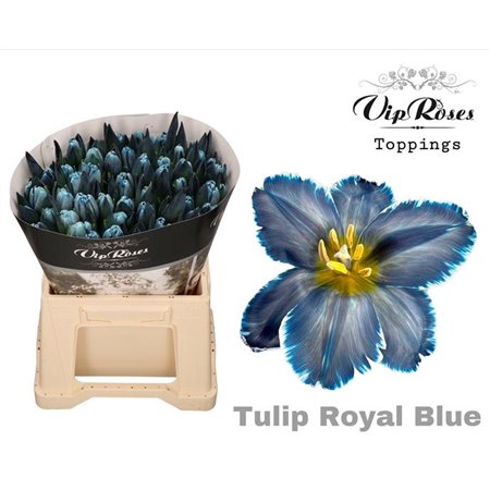 Tulipan Single A Pastel Violet c3345