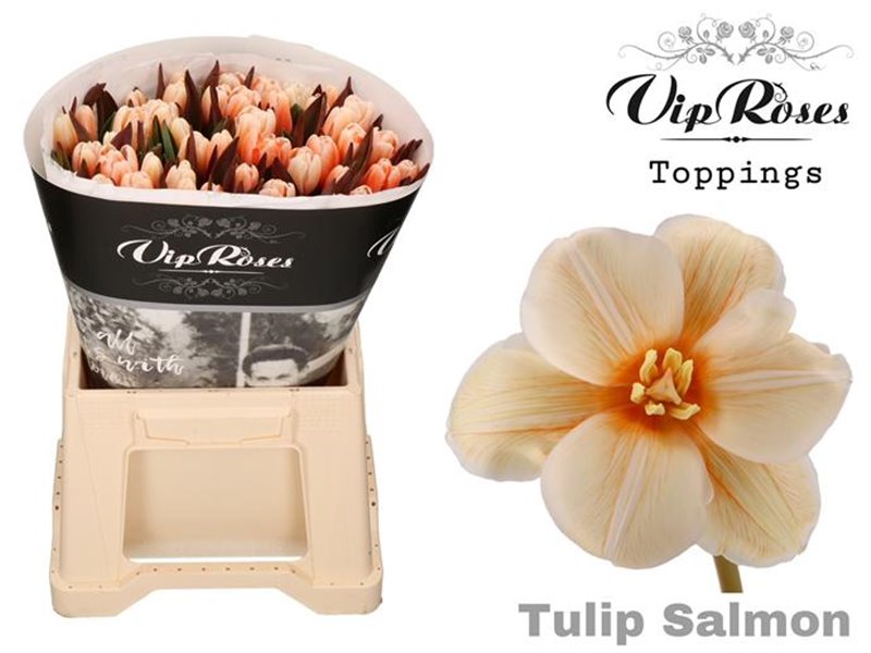 Tulipan Single A Salmon c3346 Tulipan Single A Salmon c3346