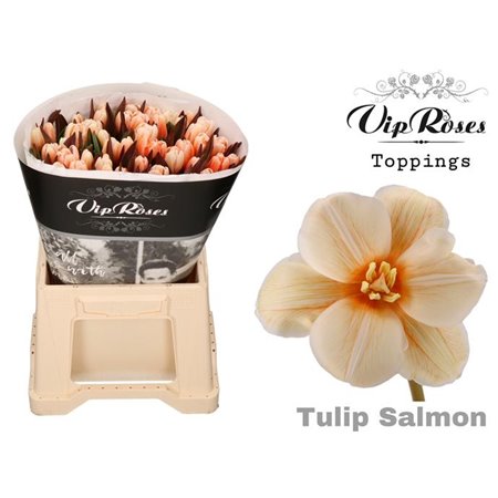 Tulipan Single A Salmon c3346