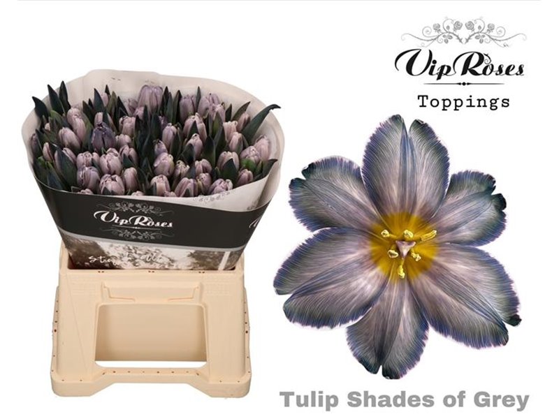 Tulipan Single A Shades Of Grey c3347 Tulipan Single A Shades Of Grey c3347