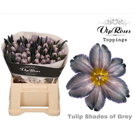 Tulipan Single A Shades Of Grey c3347