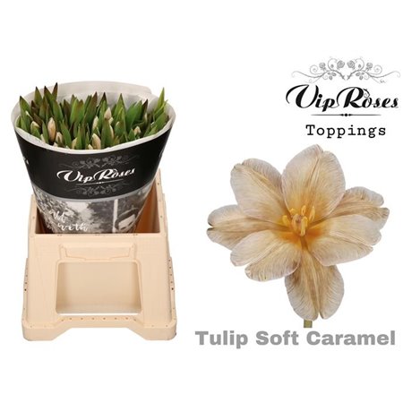 Tulipan Single A Soft Caramel c3348