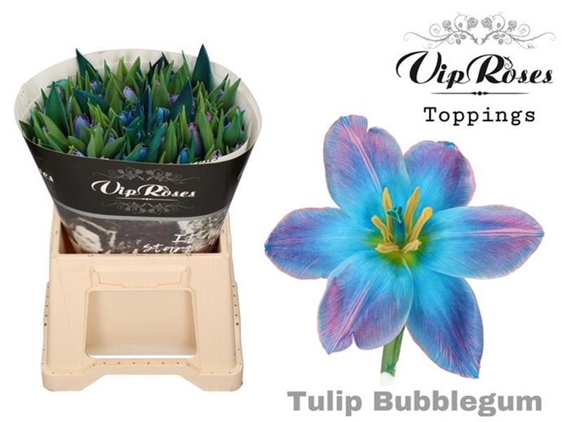 Tulipan Single A Soft Caramel c3349 Tulipan Single A Soft Caramel c3349