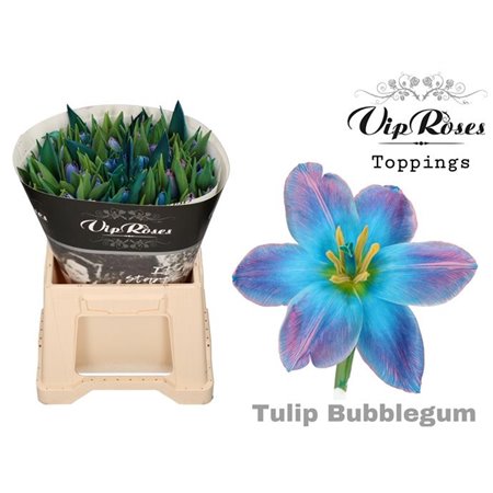 Tulipan Single A Soft Caramel c3349