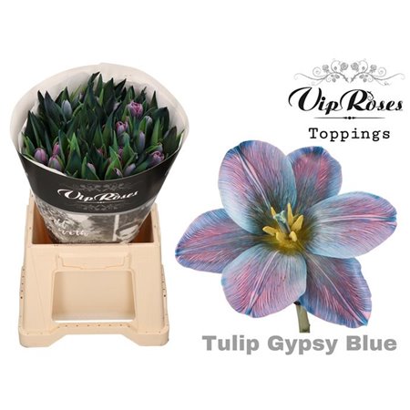 Tulipan Single Gypsy Blue c3350
