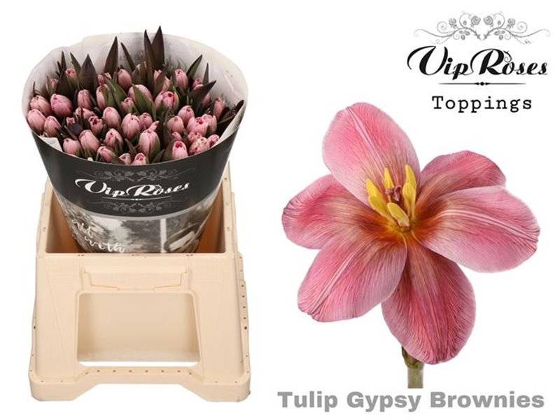 Tulipan Single Gypsy Brown c3351 Tulipan Single Gypsy Brown c3351