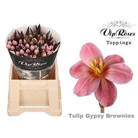 Tulipan Single Gypsy Brown c3351