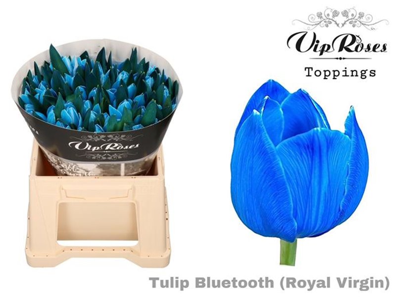 Tulipan Single Rv Bluetooth c3352