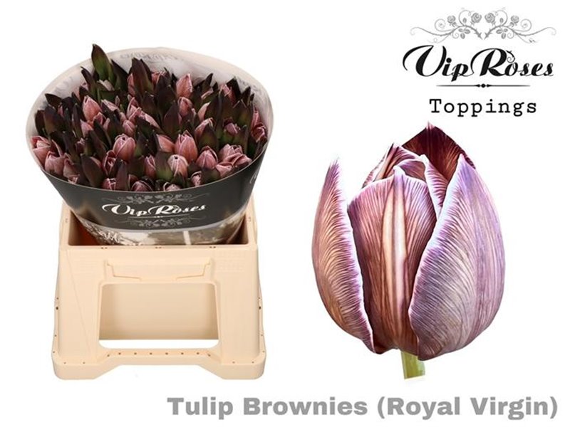 Tulipan Single Rv Brownies c3353 Tulipan Single Rv Brownies c3353