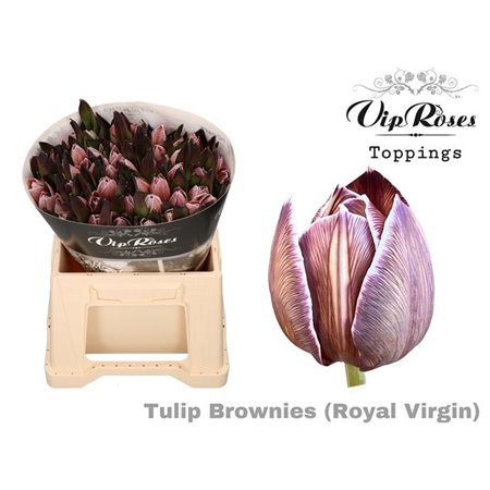 Tulipan Single Rv Brownies c3353