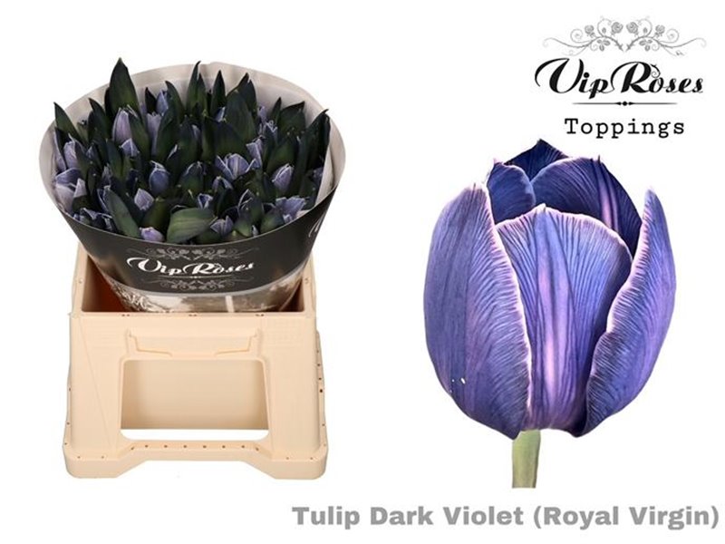 Tulipan Single Rv Brownies c3354 Tulipan Single Rv Brownies c3354
