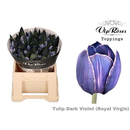 Tulipan Single Rv Brownies c3354