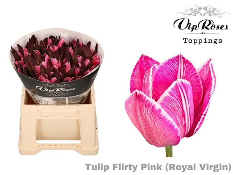 Tulipan Single Rv Flirty Pink c3355 Tulipan Single Rv Flirty Pink c3355