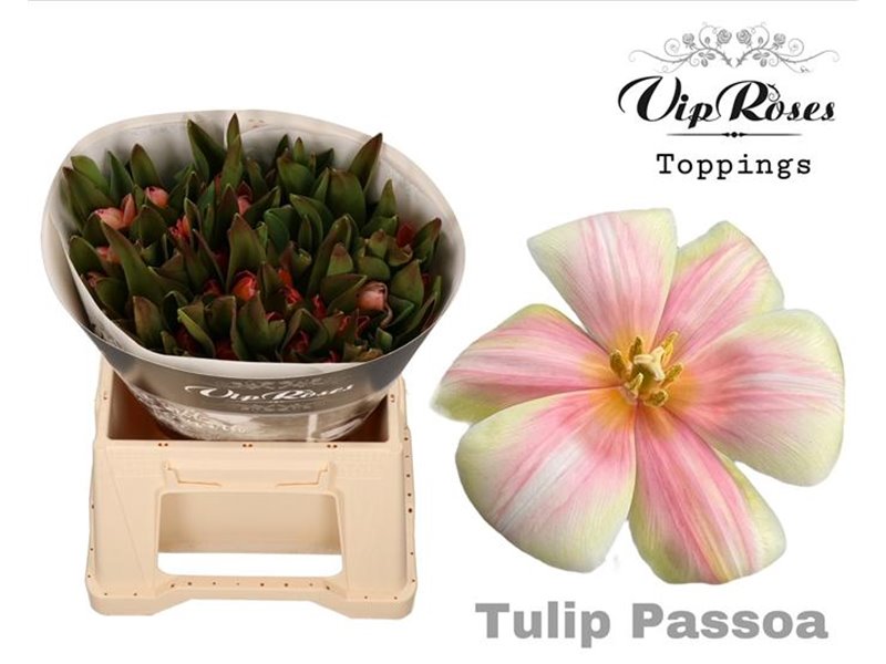 Tulipan Single Rv Flirty Pink c3356 Tulipan Single Rv Flirty Pink c3356