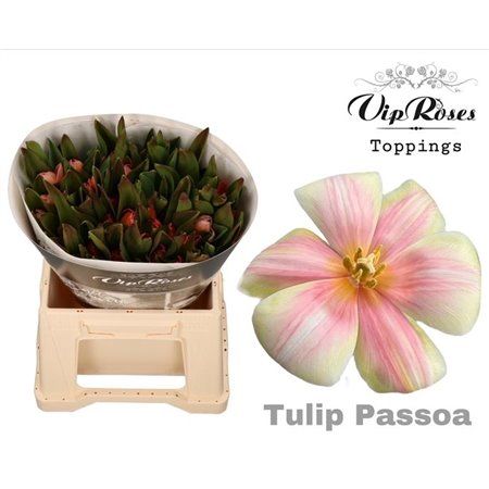 Tulipan Single Rv Flirty Pink c3356