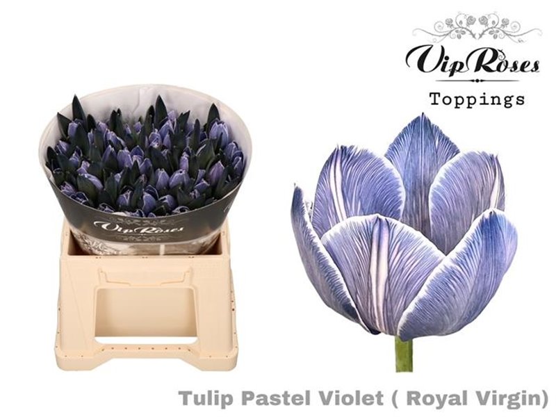 Tulipan Single Rv Passoa c3357 Tulipan Single Rv Passoa c3357