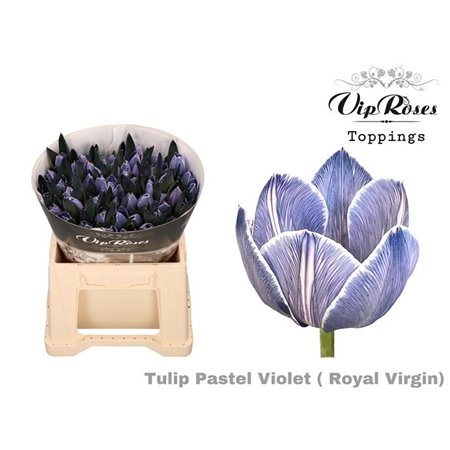 Tulipan Single Rv Passoa c3357