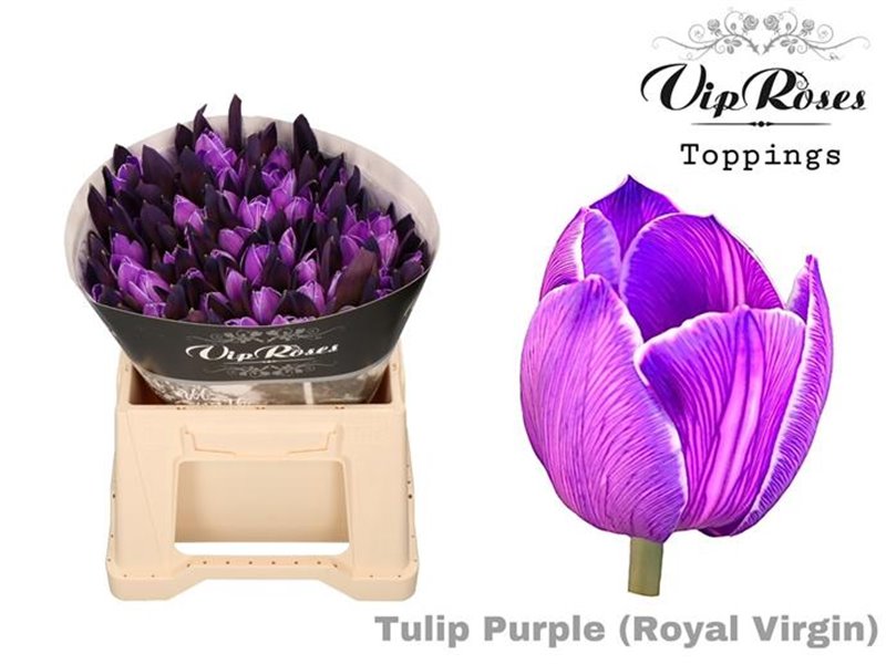 Tulipan Single Rv Purple c3358 Tulipan Single Rv Purple c3358