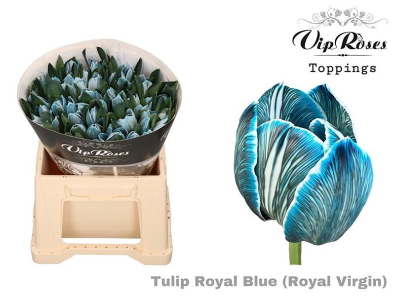 Tulipan Single Rv Royal Blue c3359 Tulipan Single Rv Royal Blue c3359