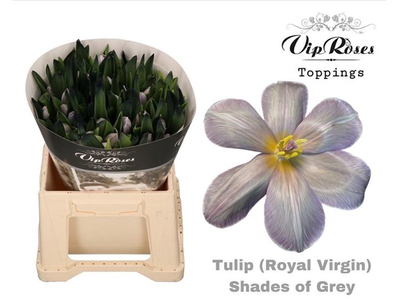 Tulipan Single Rv Shades Of Grey c3361 Tulipan Single Rv Shades Of Grey c3361