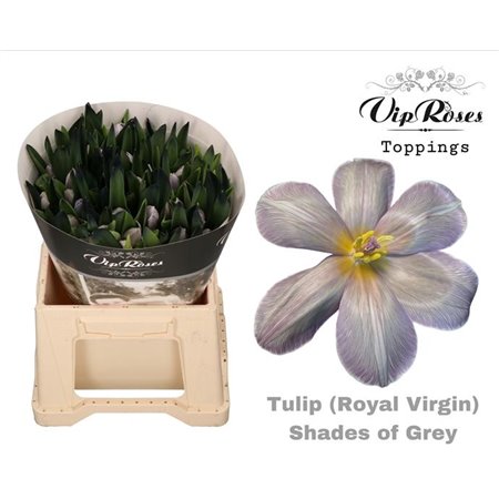 Tulipan Single Rv Shades Of Grey c3361