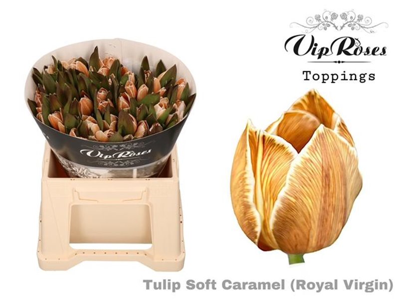 Tulipan Single Rv Soft Caramel c3362 Tulipan Single Rv Soft Caramel c3362