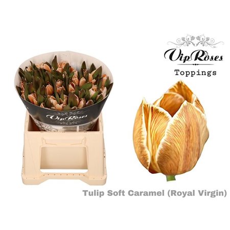 Tulipan Single Rv Soft Caramel c3362