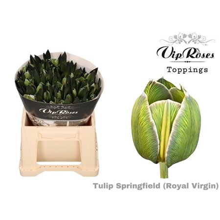 Tulipan Single Rv Springfield c3363