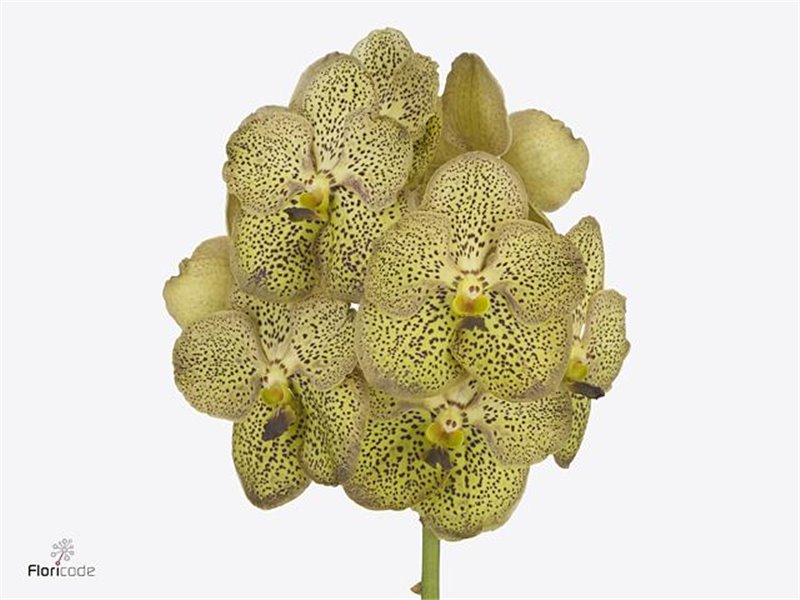 Vanda Chitaah Citron c3369