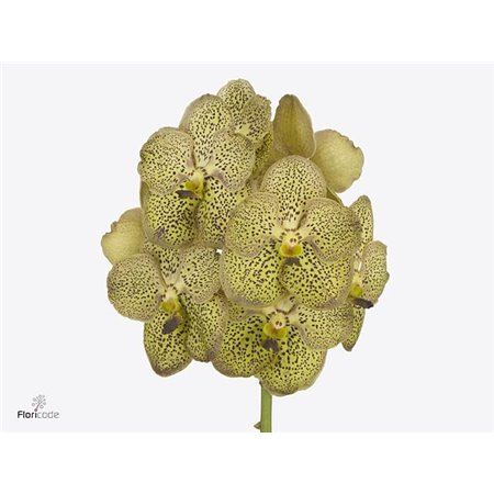 Vanda Chitaah Citron c3369